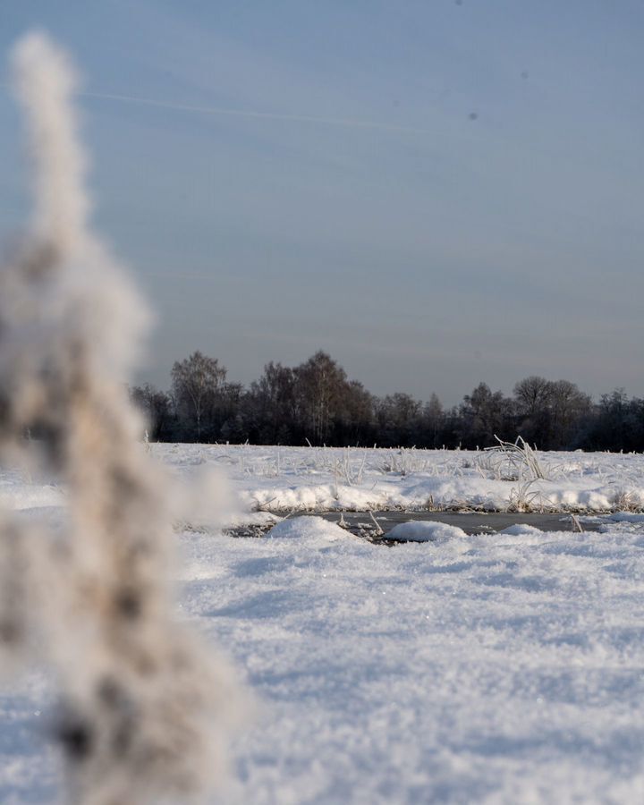 земля городской округ Шаховская д Коптязино 112 км, Новорижское шоссе фото 14