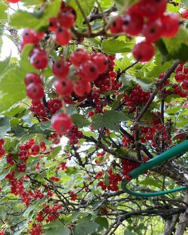 снт Медик Деревянкское сельское поселение, Петрозаводск фото