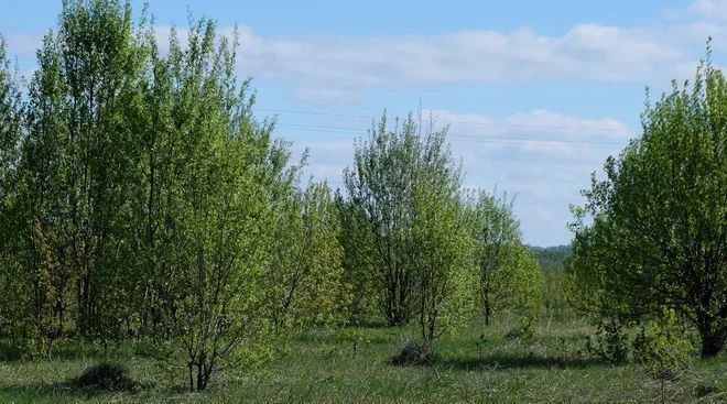 земля р-н Зеленодольский с Уразла ул Дружбы 14 Большеякинское с/пос фото 3