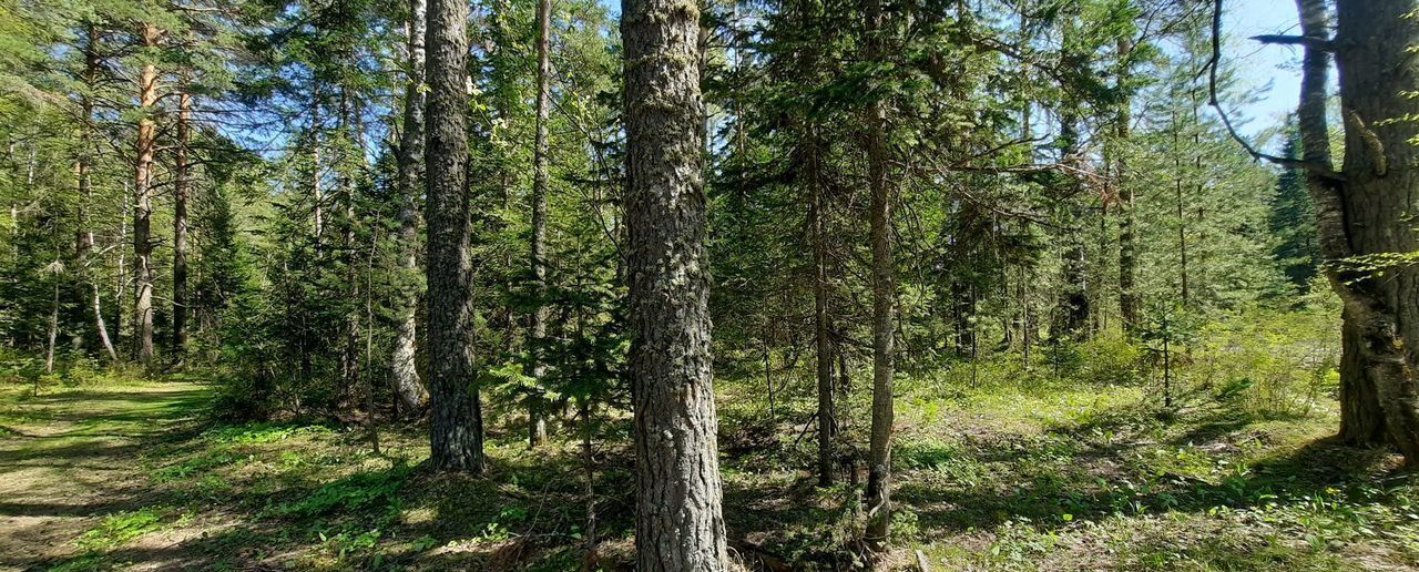 земля р-н Турочакский с Озеро-Куреево ул Центральная Турочак фото 4