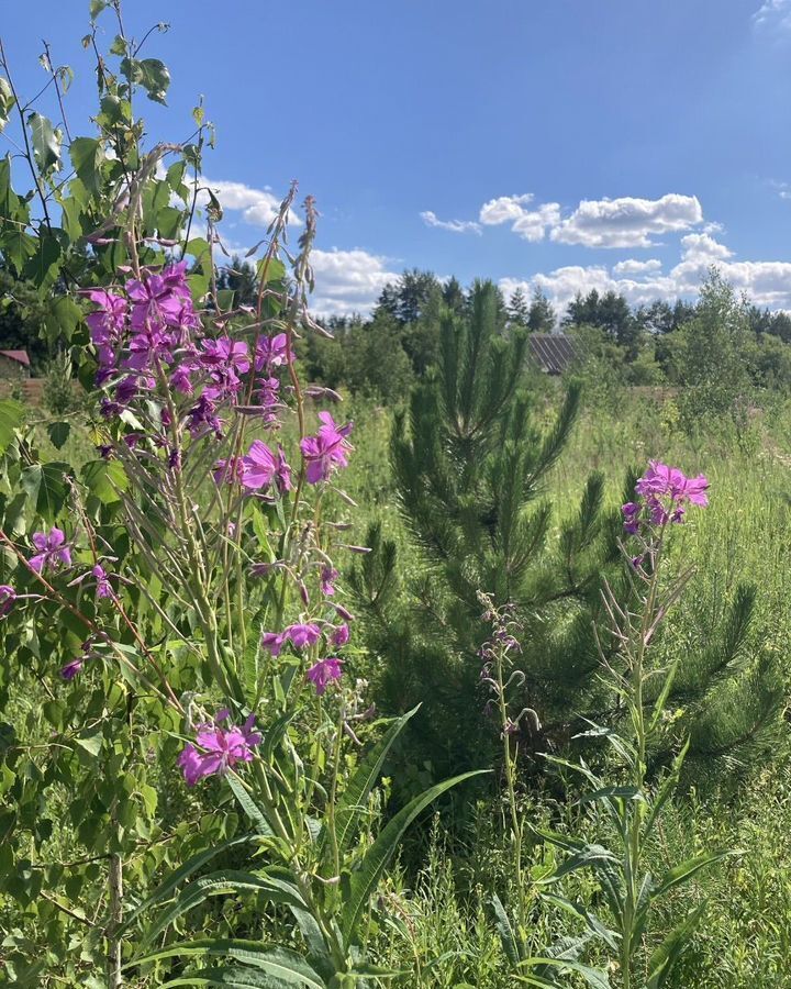 земля р-н Богородский д Пантелеево Центральный фото 2