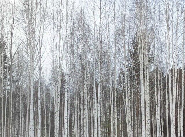 земля п Гагарский ул 3-я Парковая загородный комплекс Лайф тер. фото