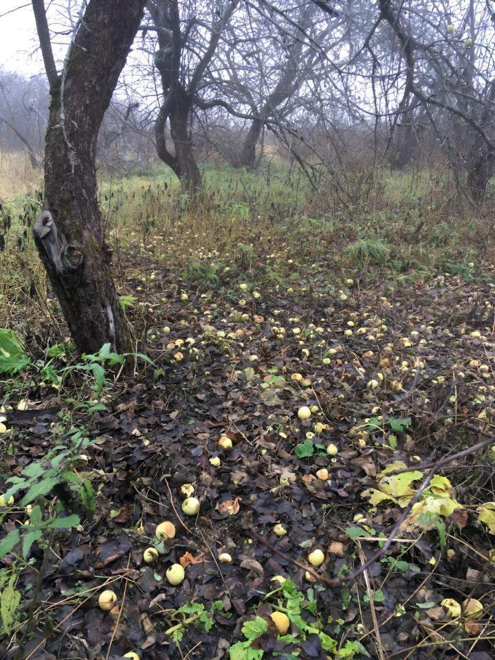 дом городской округ Талдомский п Вербилки Акишево, 5 фото 4