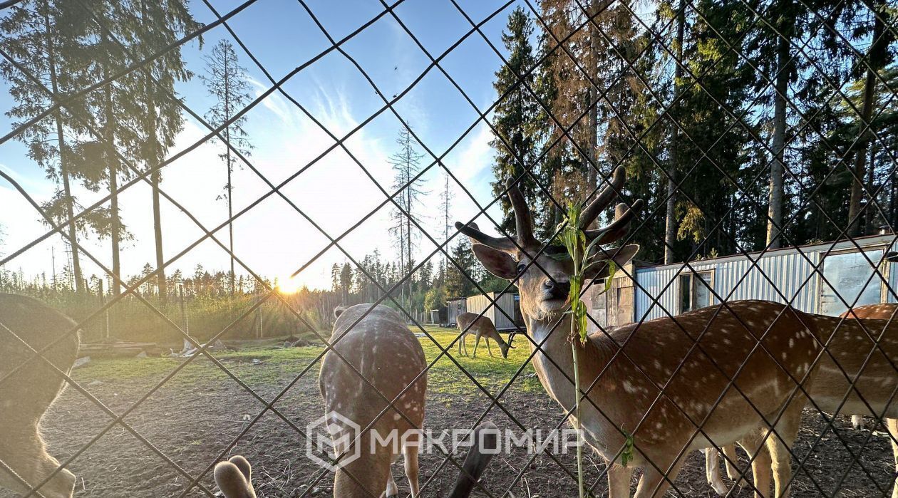 дом р-н Выборгский п Лебяжье пер Зелёный Рощинское городское поселение фото 38