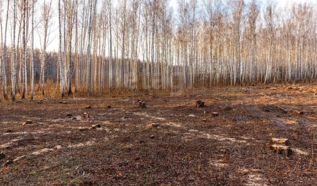 земля р-н Тюменский снт Искатель ул Линейная фото 4