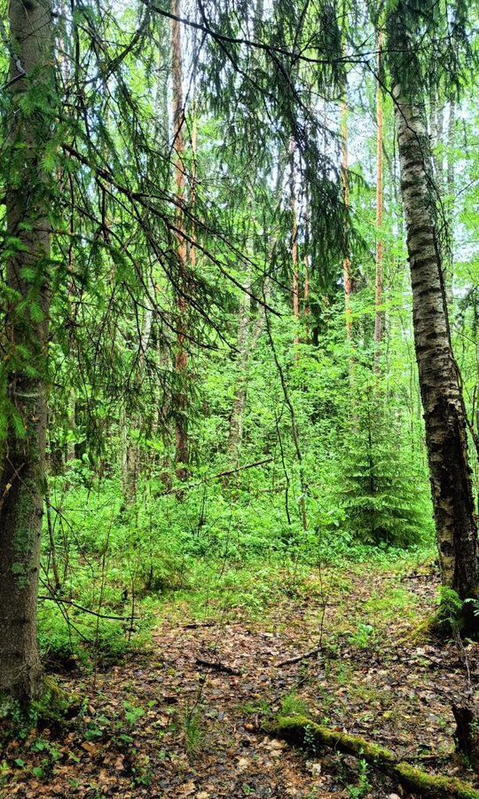 земля р-н Выборгский п Песочное Приморское шоссе, 39 км, Полянское сельское поселение, ДНП Долина озёр фото 6