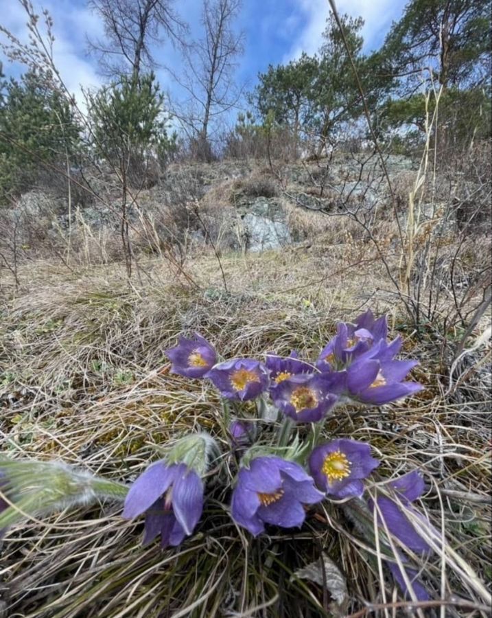 земля р-н Шебалинский с Шебалино ул Советская Онгудай фото 5