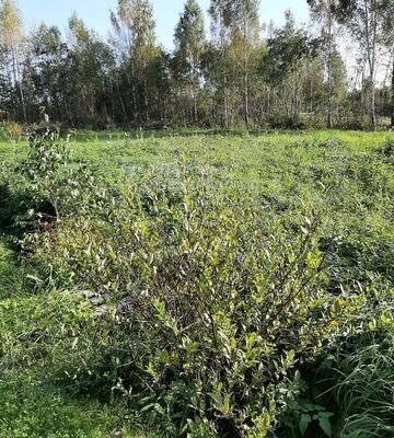 земля р-н Новгородский д Ситно Савинское сельское поселение фото 2