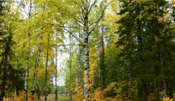 земля городской округ Клин д Головково 87 км, коттеджный пос. Головково, 80, г. о. Клин, Решетниково, Ленинградское шоссе фото 10