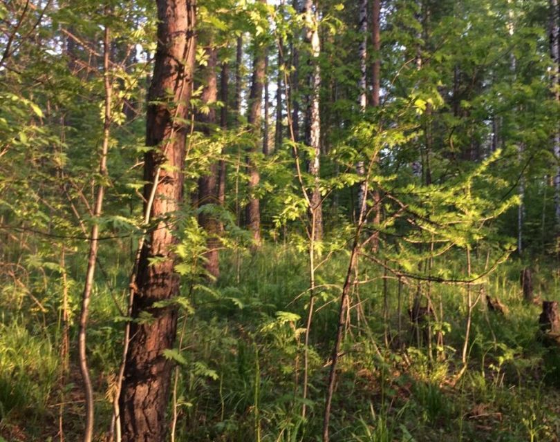 земля городской округ Дегтярск, Дегтярск фото 6