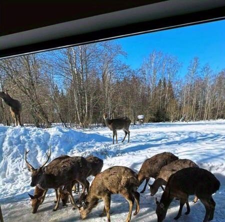 дом городской округ Волоколамский Тихая Горка садовое товарищество, 1 фото 4