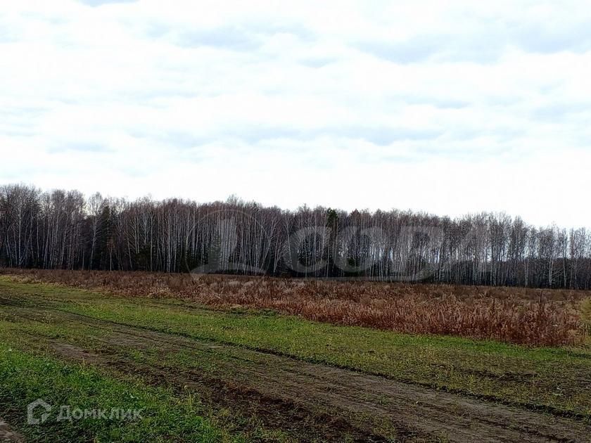 земля р-н Тюменский с. Каменка фото 2