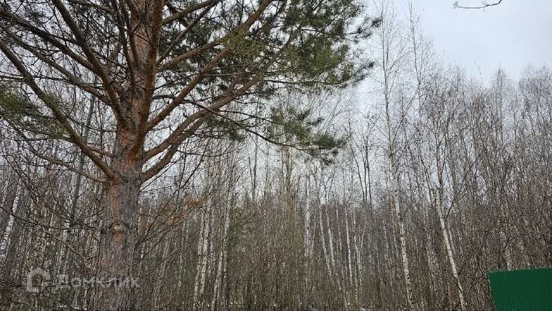 земля г Тюмень Тюмень городской округ, СНТ Лесная Поляна фото 6