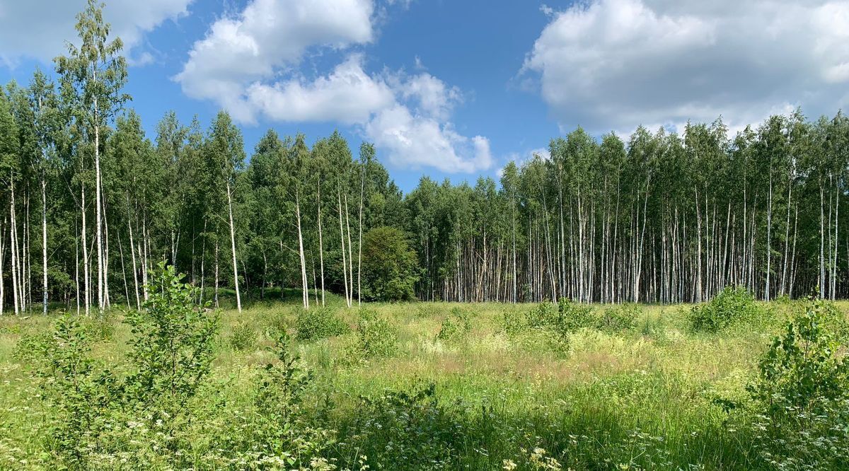 земля Переславль-Залесский городской округ, д. Подберезье фото 5