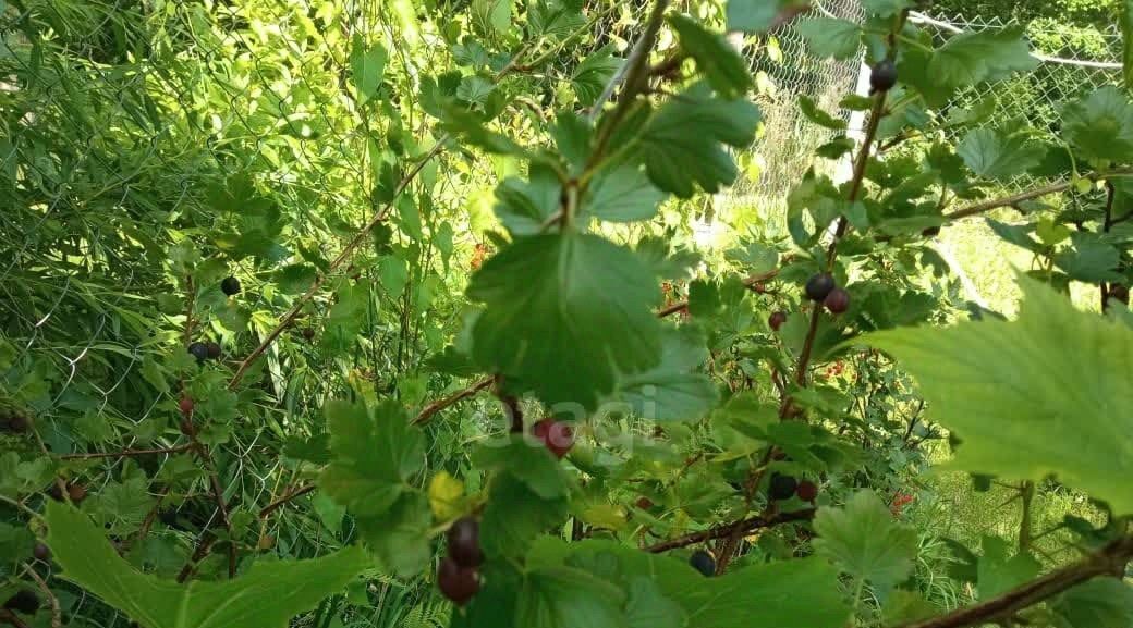 земля р-н Гурьевский г Гурьевск снт Парус пер Луговой фото 39