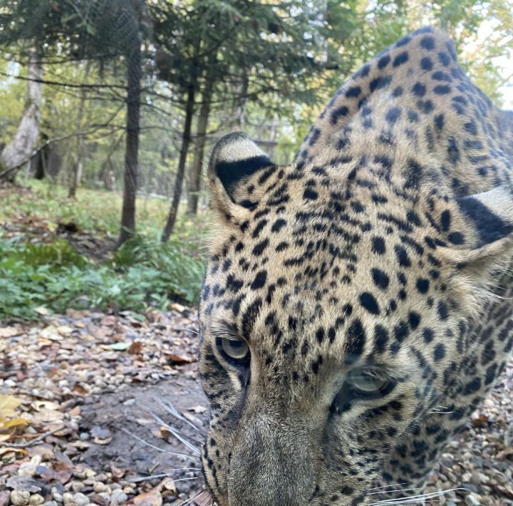 дом городской округ Можайский д Коровино снт Речной ДНП, 72 фото 16