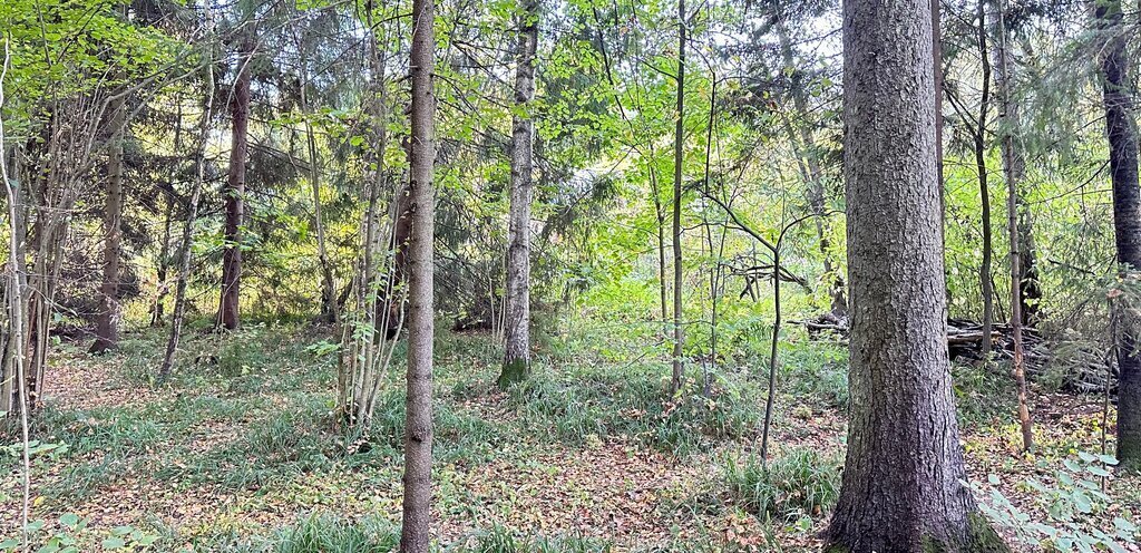 земля городской округ Сергиево-Посадский с Абрамцево пер Пионерский фото 2