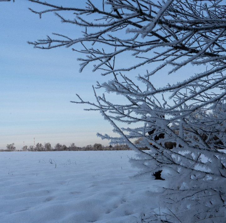 земля городской округ Шаховская с Белая Колпь ул Центральная фото 4