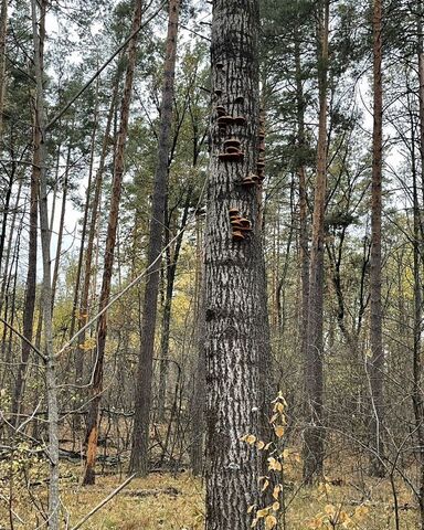 с Пчельники ул Полевая Ступинское сельское поселение, Рамонь фото