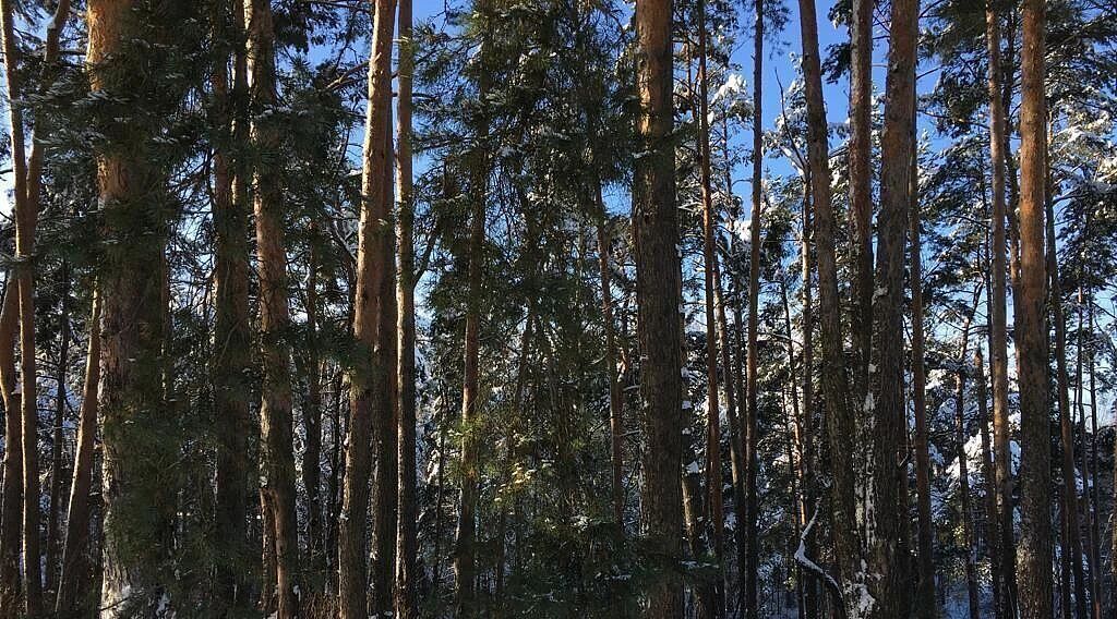 земля городской округ Одинцовский п дачного хозяйства "Жуковка" Жуковка-2 кп, Одинцово фото 1