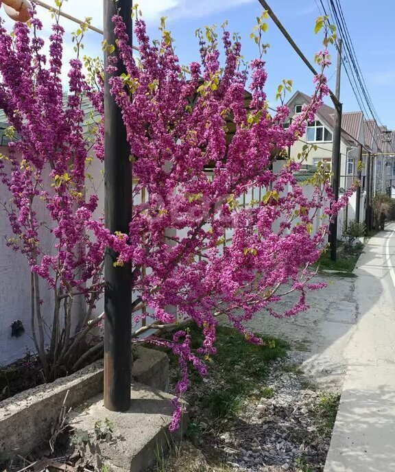 земля г Сочи с Илларионовка р-н Адлерский с Галицыно снт Лада Каменка фото 8