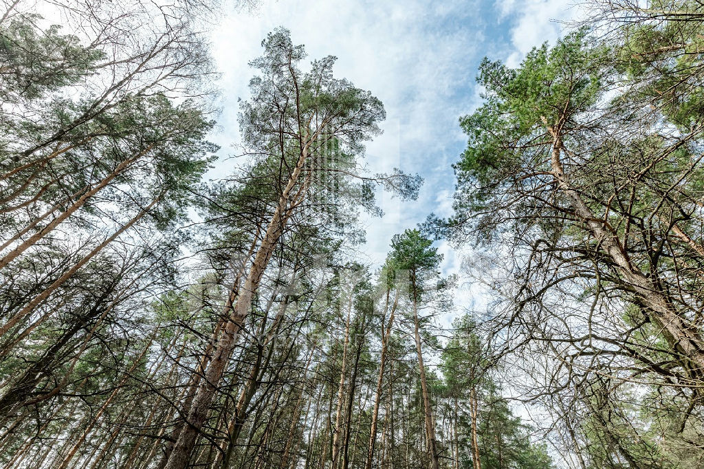 земля Успенские дачи КП фото 1