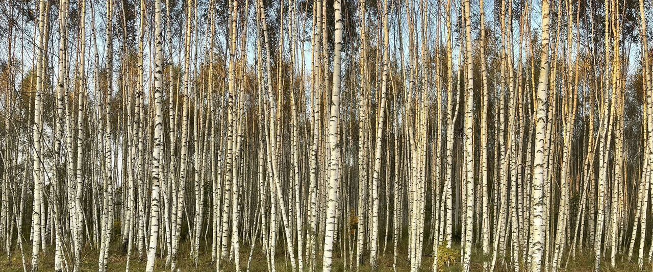 земля р-н Кстовский с Елховка ул Счастливая 98 фото 5