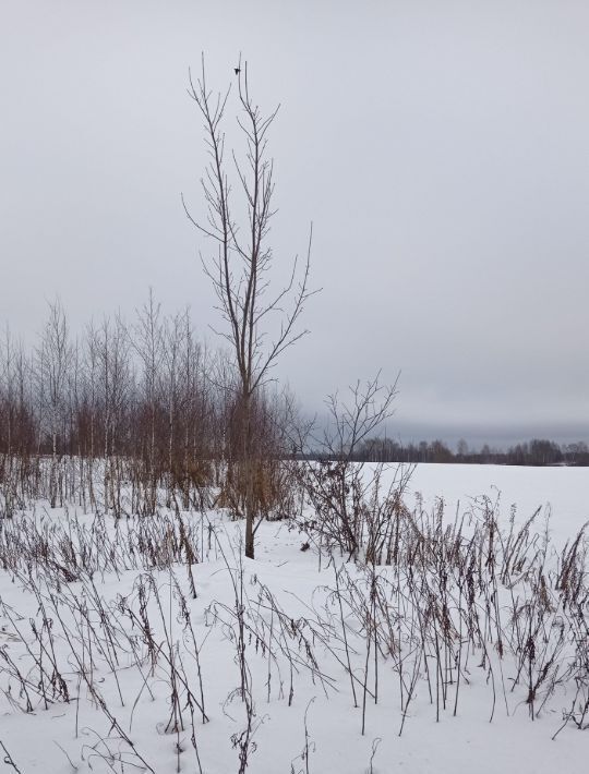 офис городской округ Клин д Сметанино фото 1