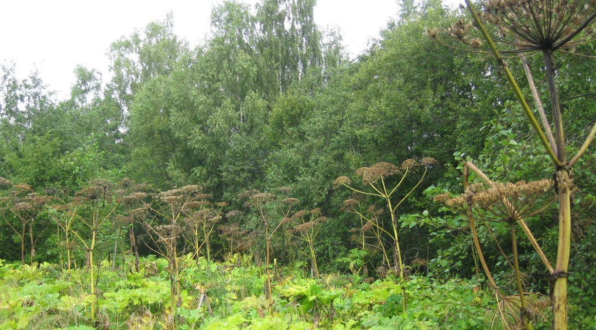 офис городской округ Рузский д Барынино фото 1