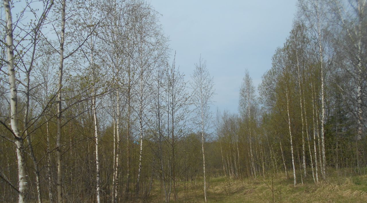 офис городской округ Шаховская д Левкиево фото 1