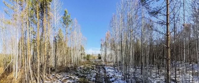 Лесная симфония кп фото