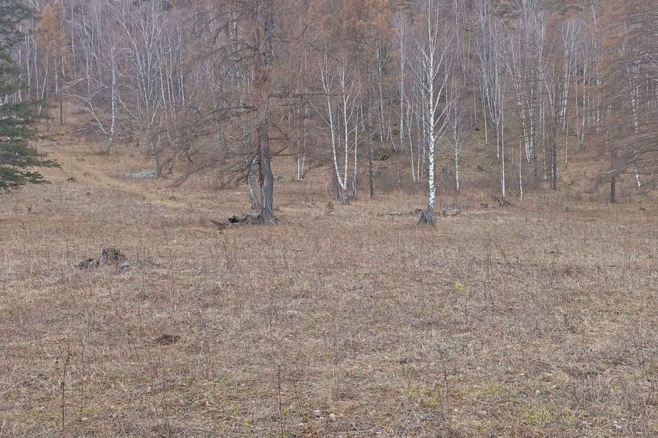 земля р-н Усть-Коксинский пос. Замульта фото 1