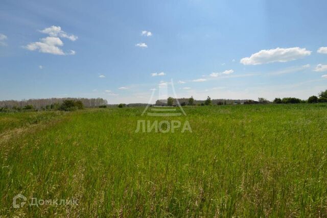 тракт Пушкинский городской округ Омск фото