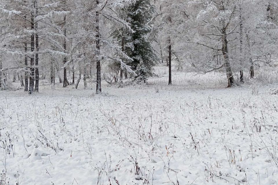 земля р-н Усть-Коксинский пос. Замульта фото 4