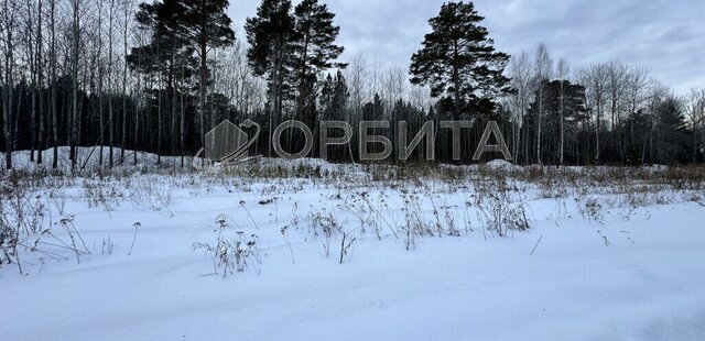 ДНТ Янтарное, Придорожная улица фото