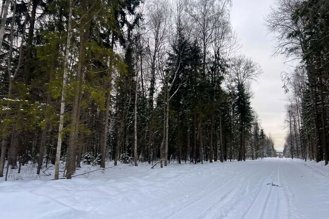 Медведки фото