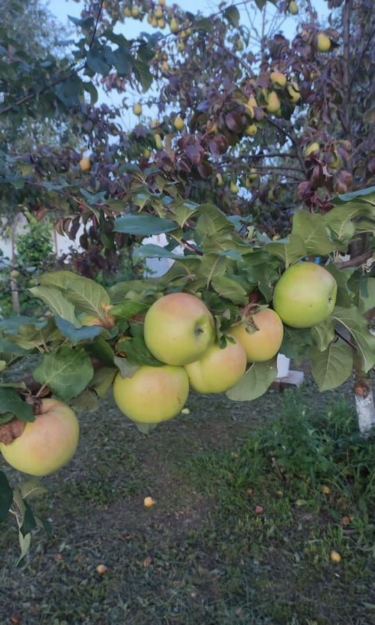 дом р-н Новгородский д Курицко Борковское сельское поселение, Великий Новгород фото 13