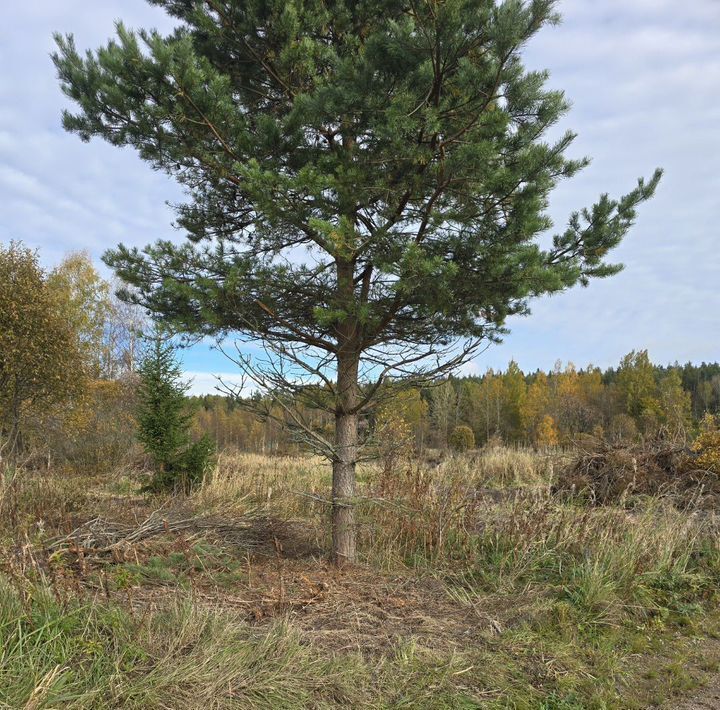 земля р-н Выборгский п Красная Долина Приморское городское поселение фото 3