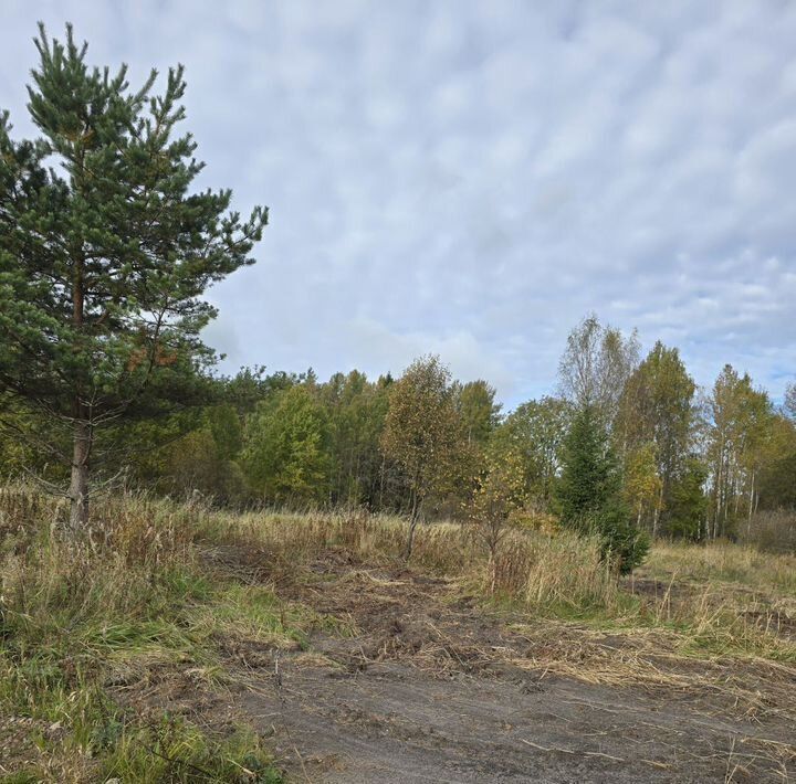 земля р-н Выборгский п Красная Долина Приморское городское поселение фото 4