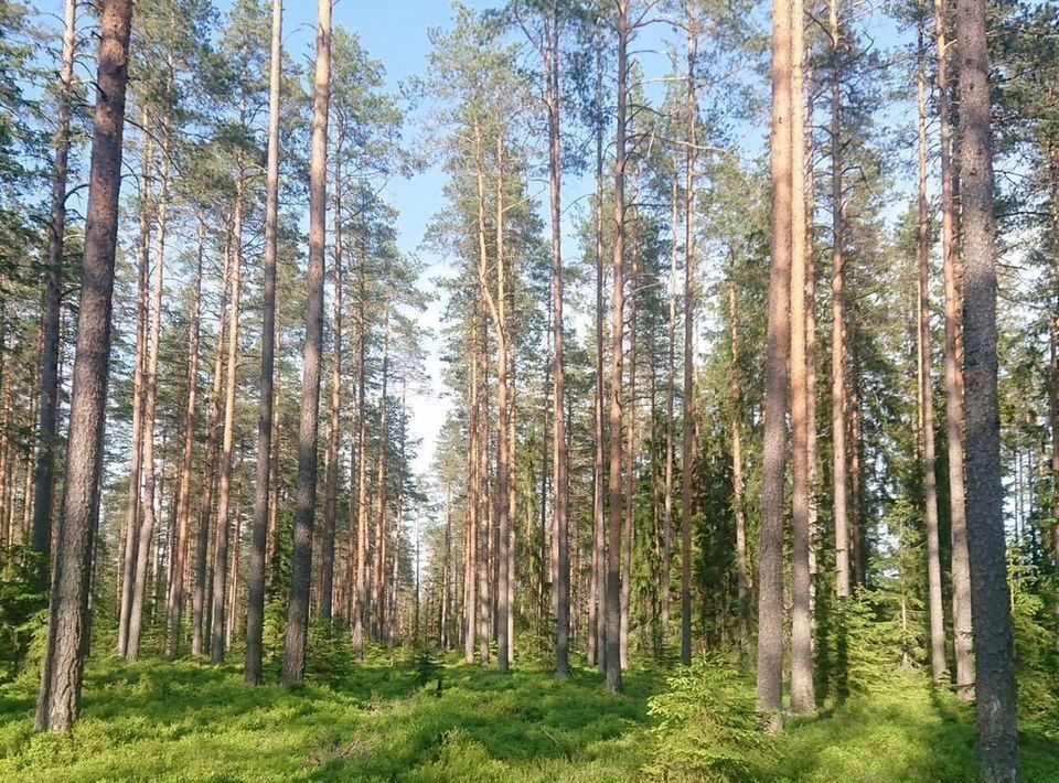 земля р-н Выборгский п Красная Долина Приморское городское поселение фото 4