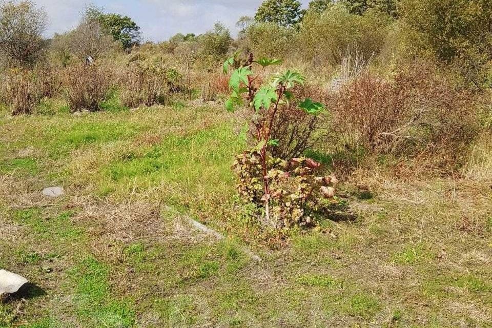 земля р-н Уссурийский село Баневурово фото 4