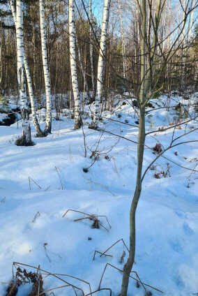 земля городской округ Богородский с Кудиново Железнодорожная фото 3