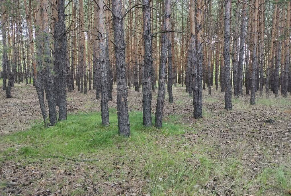 земля р-н Кетовский с Лесниково снт Салют дачное некоммерческое товарищество фото 1