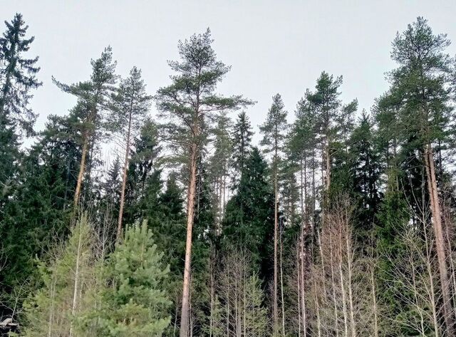 земля Вырица городской поселок, ул. Лейтенанта Шмидта фото