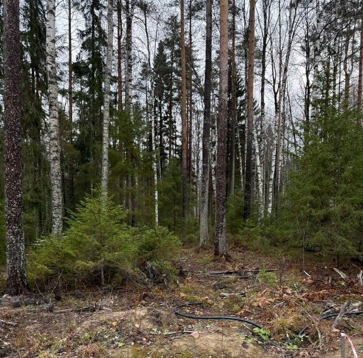 земля р-н Всеволожский Токсовское городское поселение, Экофорест 2 кп, ул. Центральная фото 1