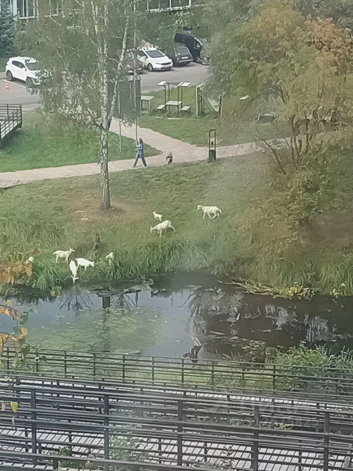 квартира городской округ Зарайск п Масловский Жемчужная улица, 1 к 2 фото 22