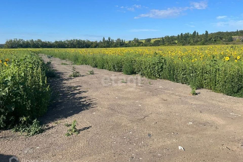 земля р-н Хохольский с. Новогремяченское фото 4