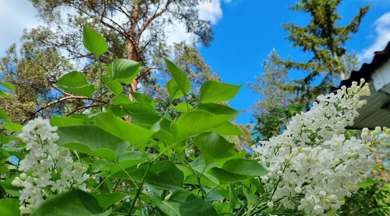 дом Лужское городское поселение, пос. Санаторий Жемчужина фото 10