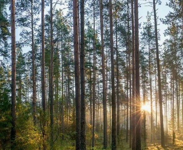 Токсовское городское поселение фото