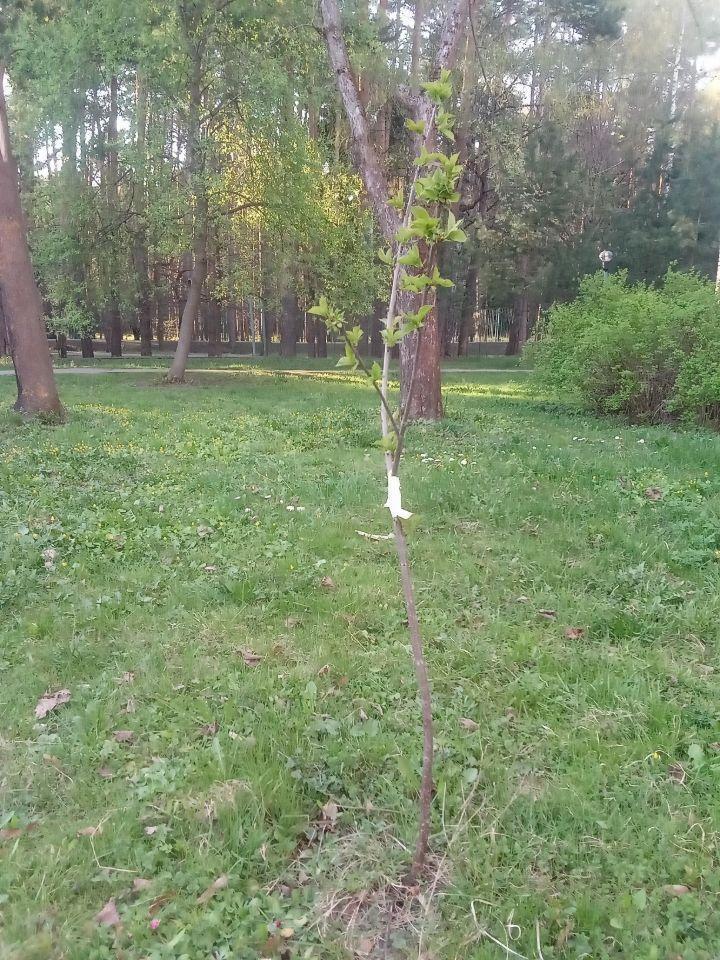 квартира городской округ Домодедово д Одинцово территория Бор Подольск фото 2